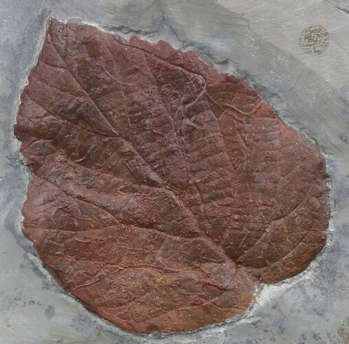 Fossil Leaf (Davidia antiqua) - Montana #35718